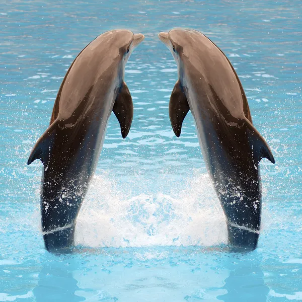 Дельфін близнюки — стокове фото
