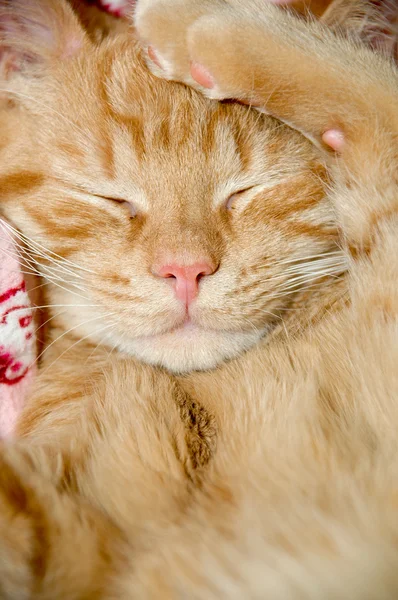 Dolce gattino assonnato — Foto Stock