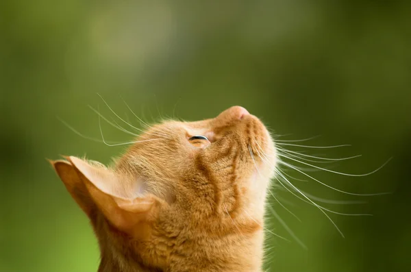 stock image Cat is looking straight up