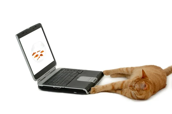 Gato y portátil — Foto de Stock