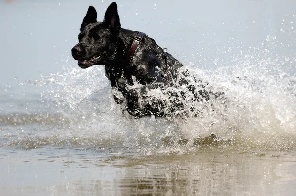 Чёрная собака в воде — стоковое фото