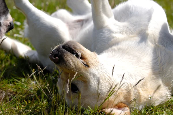 Ευτυχισμένος παίζει σκυλί στο γρασίδι — Φωτογραφία Αρχείου