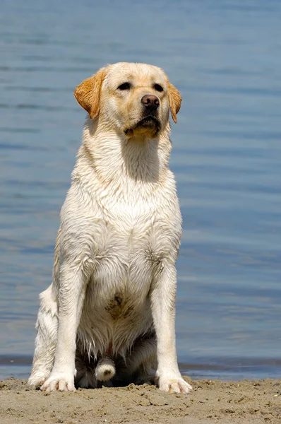 ビーチで若いラブラドール犬 — ストック写真