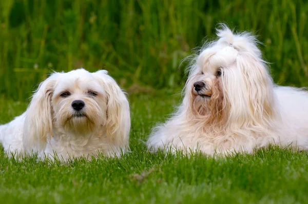 Dogs resting on grass — Stock Photo, Image