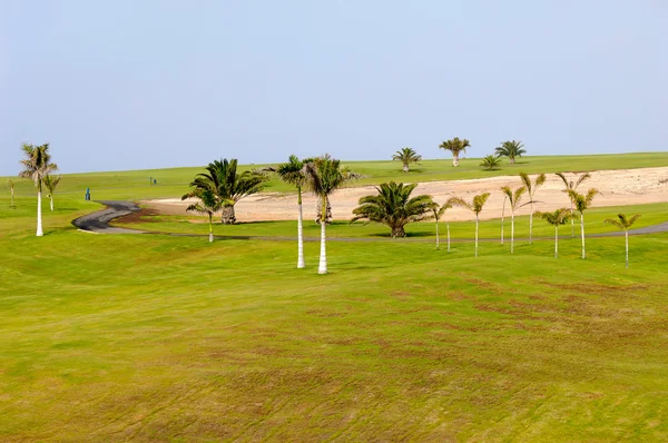 关于高尔夫球场的棕榈树 — 图库照片