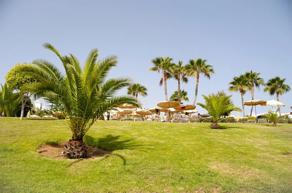 Palms in hotel resort — Stockfoto