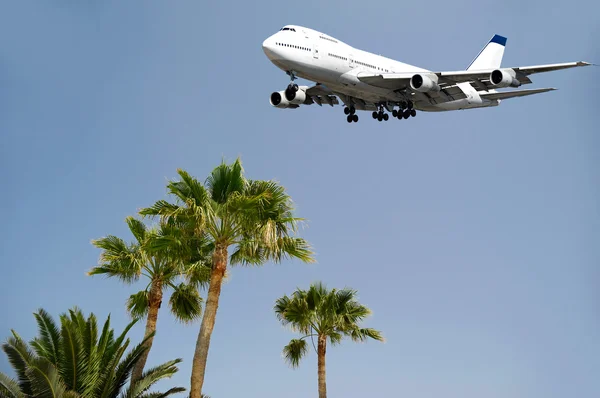 巨无霸客机和棕榈树 — 图库照片