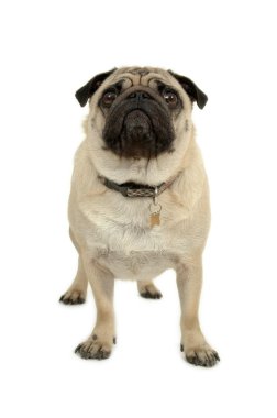 Pug on white background clipart