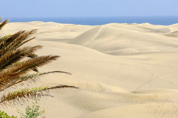 Palm and sand dunes — Stock Photo, Image