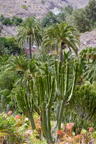 Cactus and palms — Stock Photo, Image