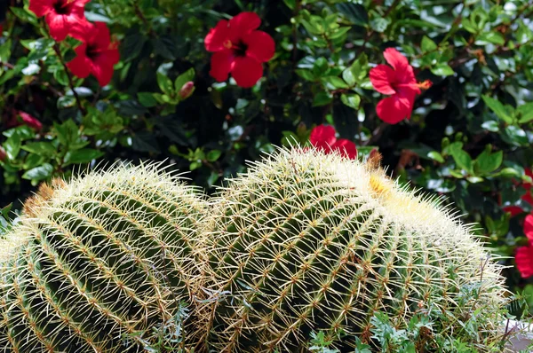 Cactus jumeau — Photo