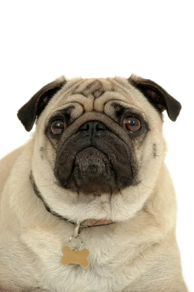 Сумне обличчя собаки мопса — стокове фото