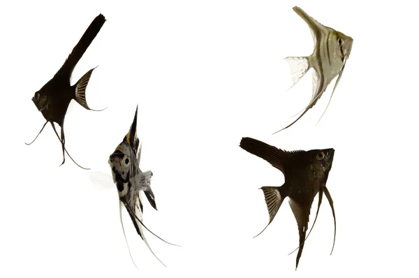 スカラーの魚 — ストック写真