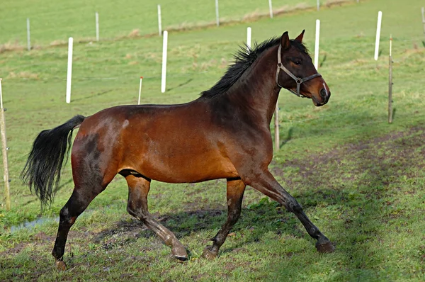 Cavalo no campo verde — Fotografia de Stock