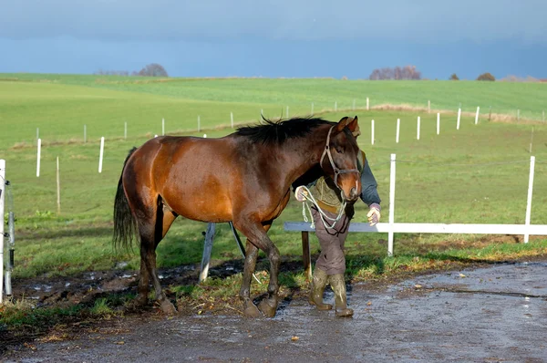 Koně a muž — Stock fotografie