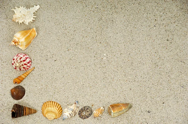 stock image Shells in the sand