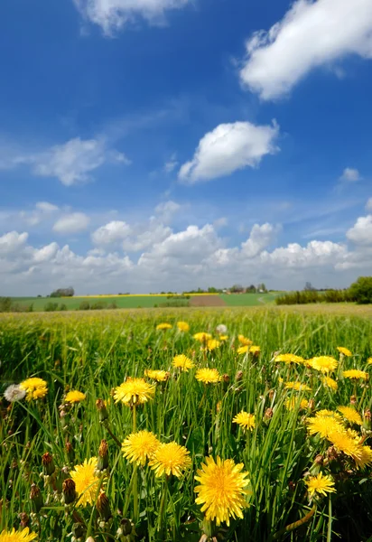 Bulutlu gökyüzü mavi ve sarı çiçekler — Stok fotoğraf
