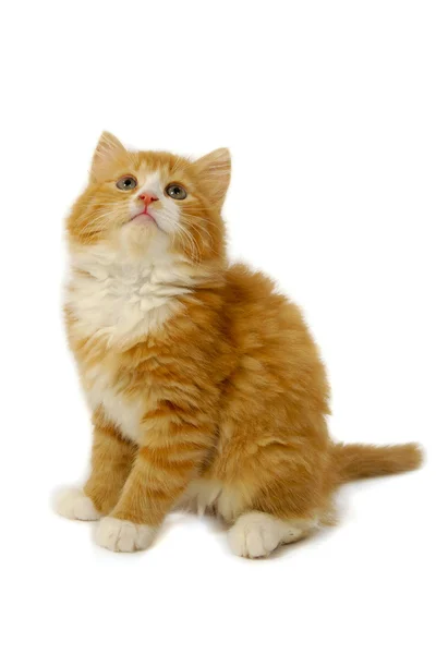 Kitten está mirando hacia arriba — Foto de Stock