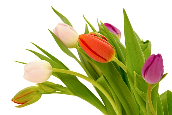 Bunga tulip diisolasi pada latar belakang putih — Stok Foto