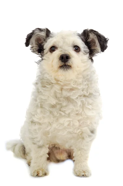 Malý pes sedí na bílém pozadí — Stock fotografie