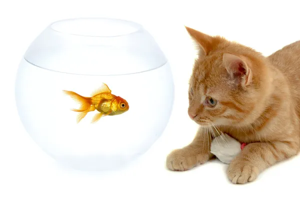 Кішка риба і миша — стокове фото