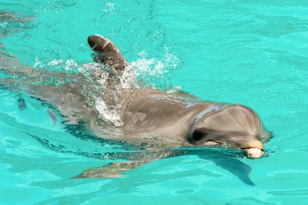 Delfín feliz nadando en agua azul — Foto de Stock