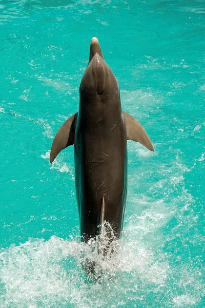 Delfín skákající z vody — Stock fotografie