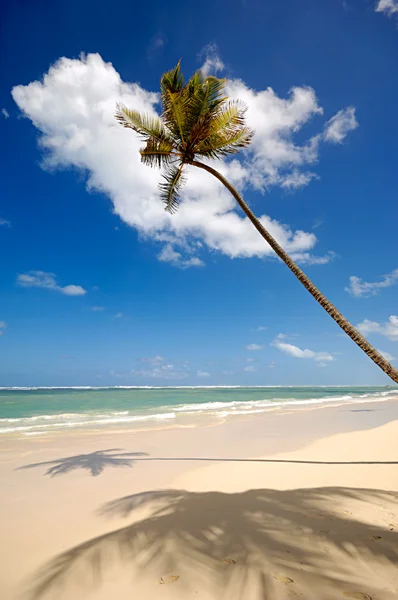 Пальма на экзотическом пляже — стоковое фото