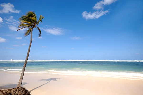 与棕榈和白色的沙滩海滩 — 图库照片