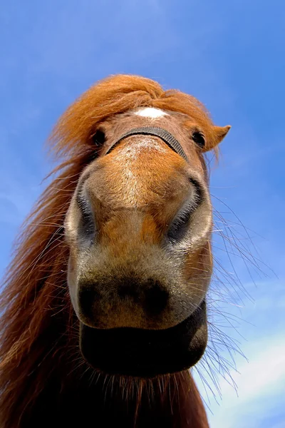 stock image Face of a curious horse