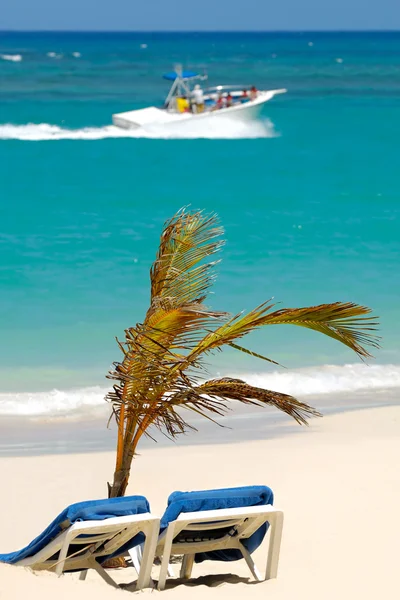 太阳躺椅和棕榈海滩上 — 图库照片
