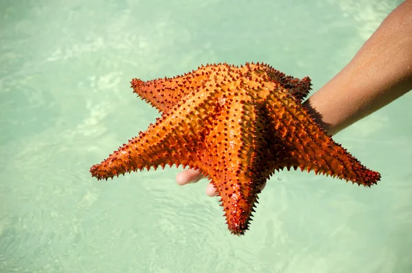 Estrella de mar roja en la mano —  Fotos de Stock