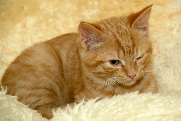 Kitten is resting — Stock Photo, Image