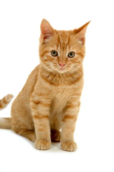 Sladké koťátko na bílém pozadí — Stock fotografie