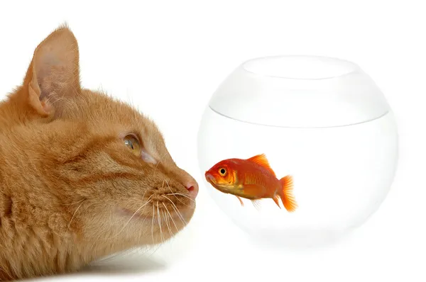 Cat looking at goldfish — Stock Photo, Image