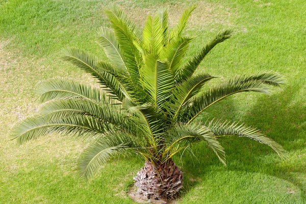 Palme und Gras — Stockfoto