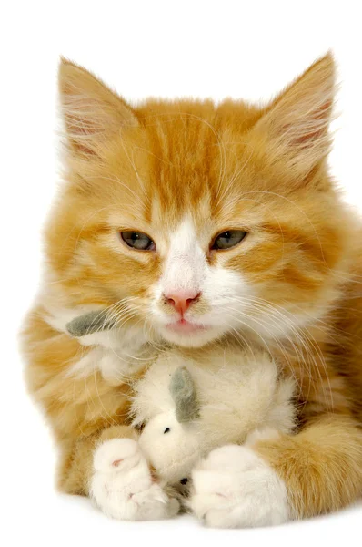 Котенок с мышью — стоковое фото