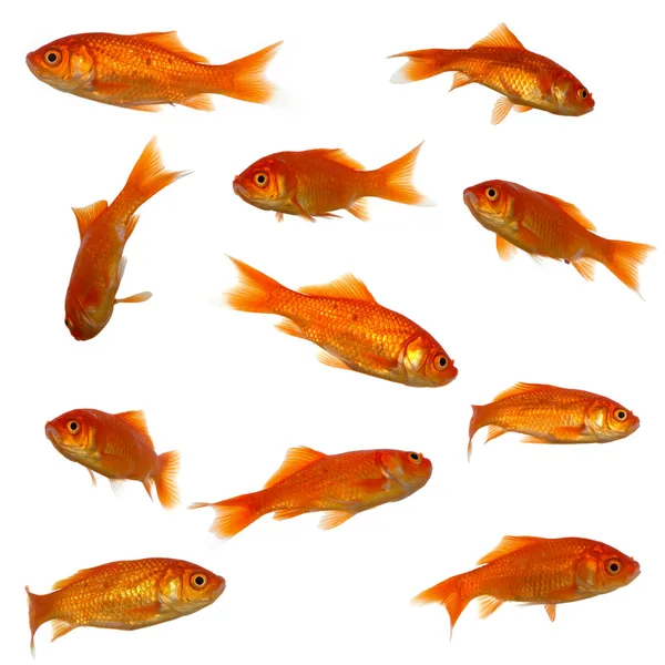 Många guldfisk — Stockfoto