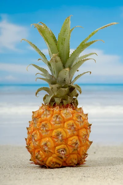 ananas ve egzotik Plajı