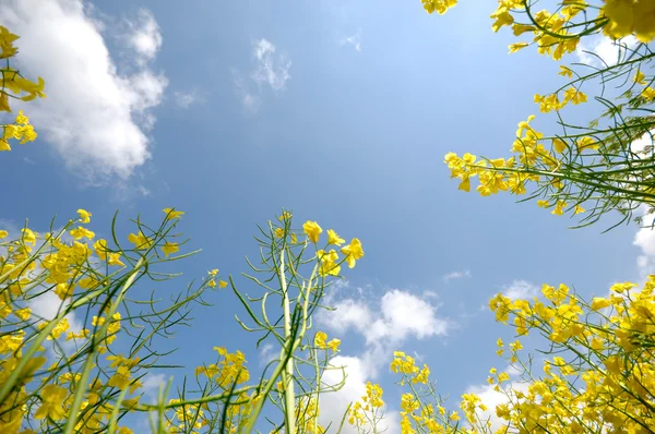Gelbe Rapsblüten und Himmel — Stockfoto