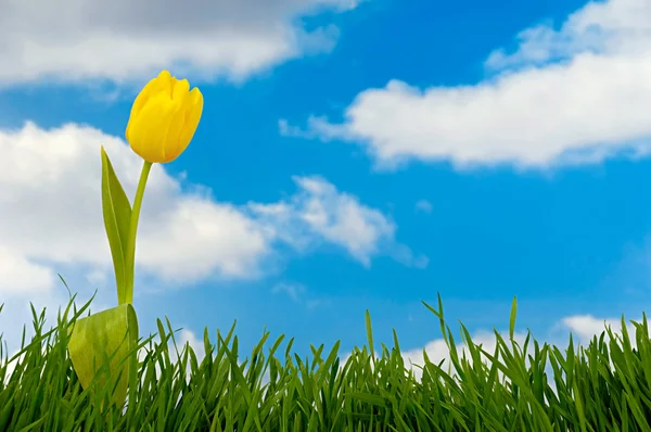 Tulip, grass and clouds — Stock Photo, Image