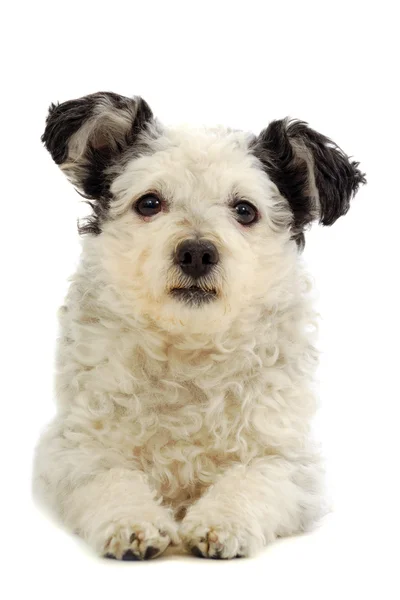 白い背景の上に休んで小型犬 — ストック写真