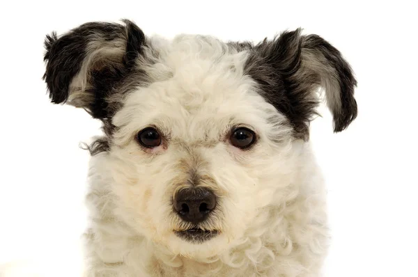 Sladký smal pes — Stock fotografie