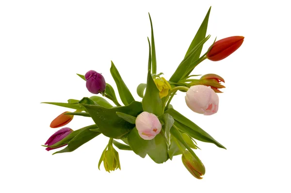 Tulipán flores aisladas sobre fondo blanco — Foto de Stock