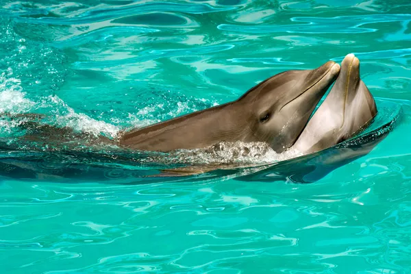 Закохана пара дельфінів — стокове фото