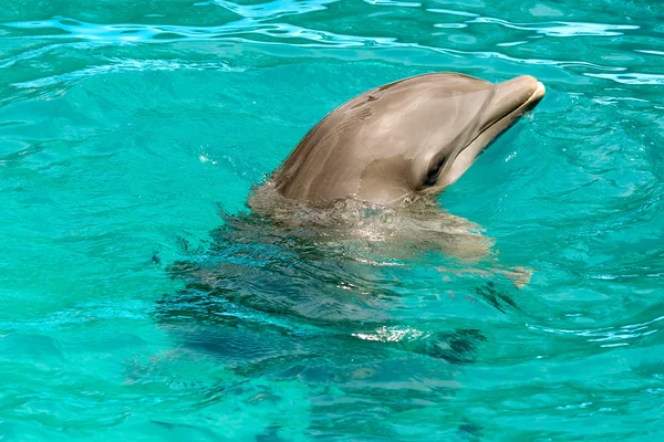 Delfín en agua azul — Foto de Stock