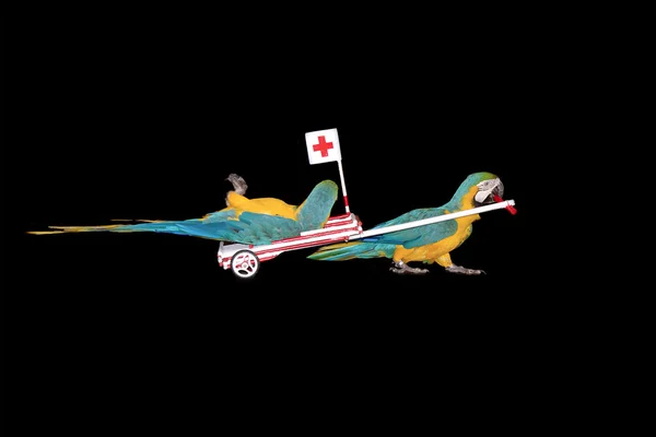 Parrot ambulance driving hospital — Stock Photo, Image