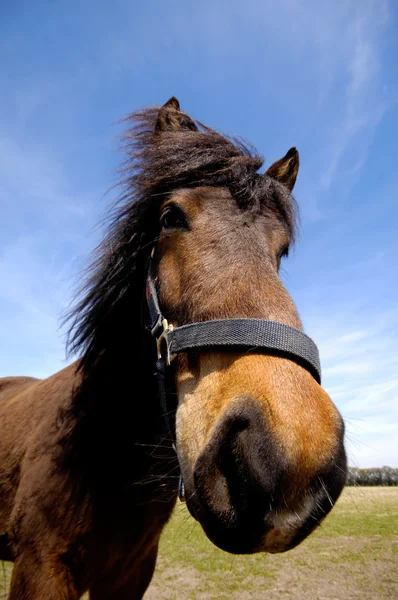 馬の顔は、興味を見る — ストック写真