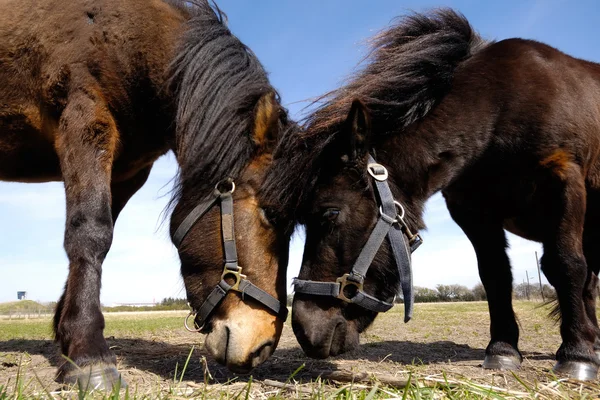 Couple de chevaux amoureux — Photo