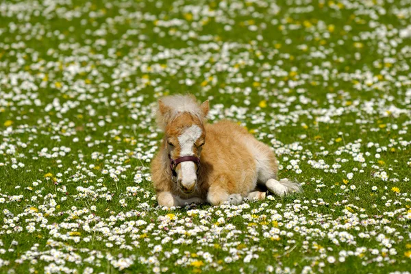 Puledro di cavallo su prato di fiori — Foto Stock